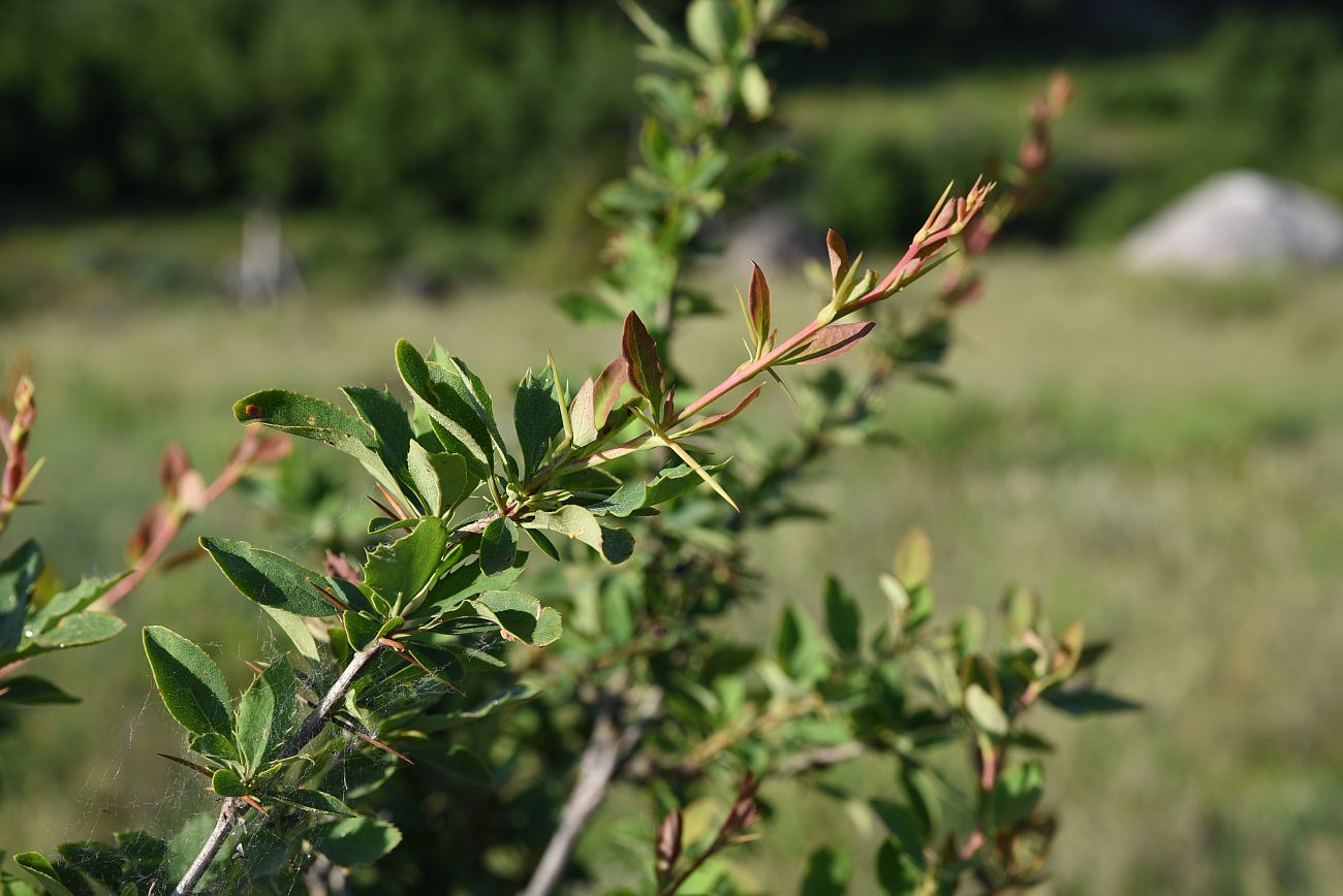 Image of Berberis vulgaris specimen.