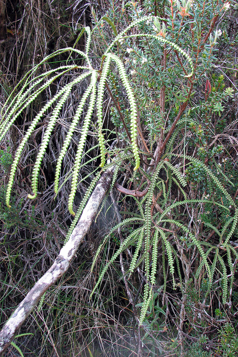 Image of class Polypodiopsida specimen.