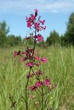 Viscaria vulgaris. Соцветия с цветками и плодами. Псковская обл., Невельский р-н, окр. дер. Дубище, суходольный разнотравно-вейниковый луг. 24.06.2022.