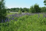 Lupinus polyphyllus. Заросли цветущих растений на бровке увала. Псковская обл., Невельский р-н, окр. дер. Дубище, суходольный злаково-разнотравный луг. 24.06.2022.