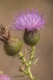 Cirsium serrulatum. Верхушка побега с соцветиями. Ростовская обл., Азовский р-н, окр. хут. Обуховка, остепнённый песчаный луг. 21.08.2022.