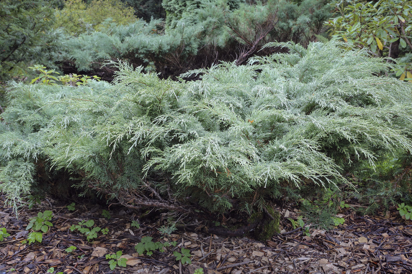 Image of Juniperus sabina specimen.