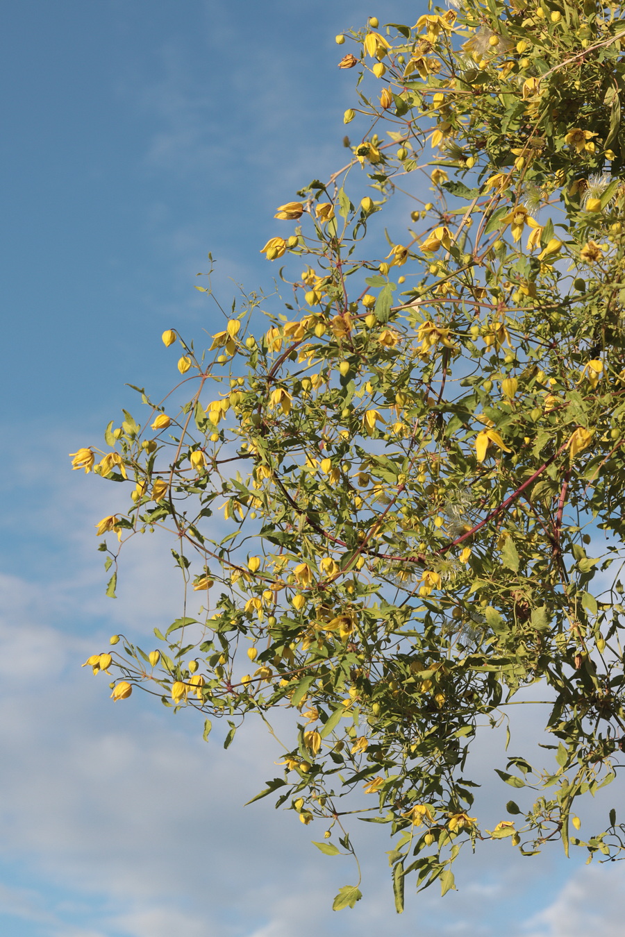 Image of Clematis orientalis specimen.