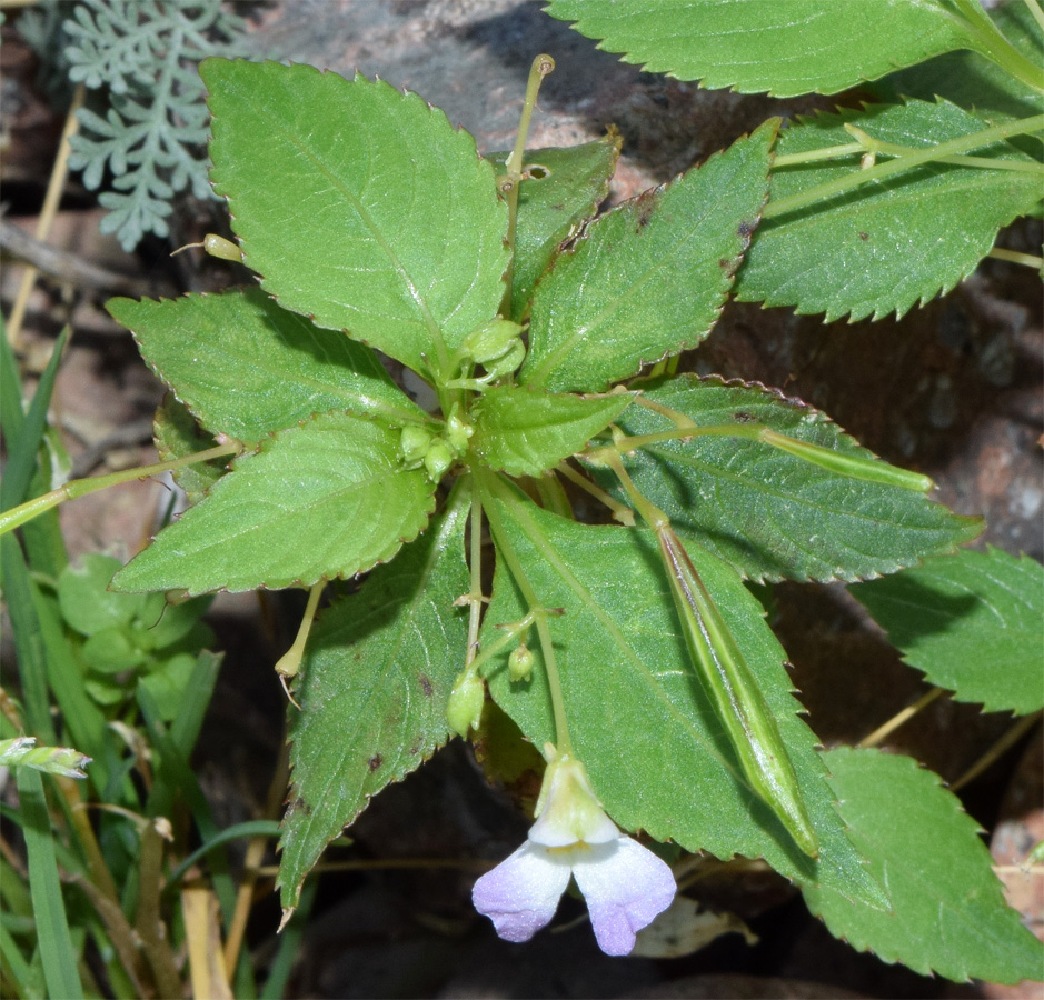 Image of Impatiens parviflora specimen.