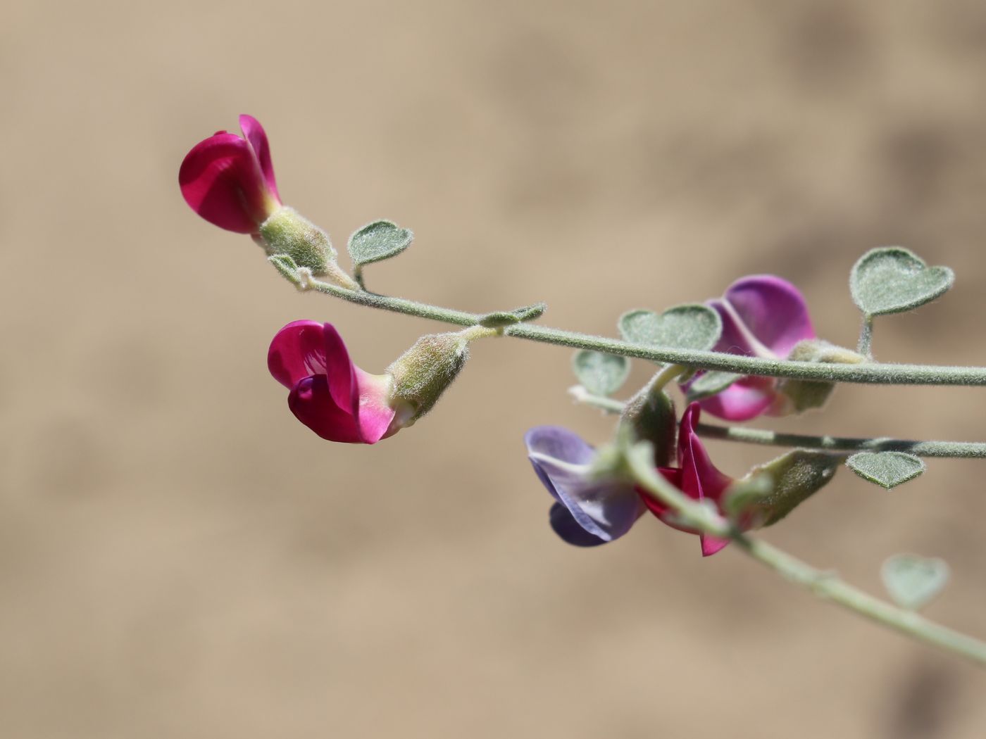 Image of Smirnowia turkestana specimen.