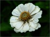 Zinnia elegans