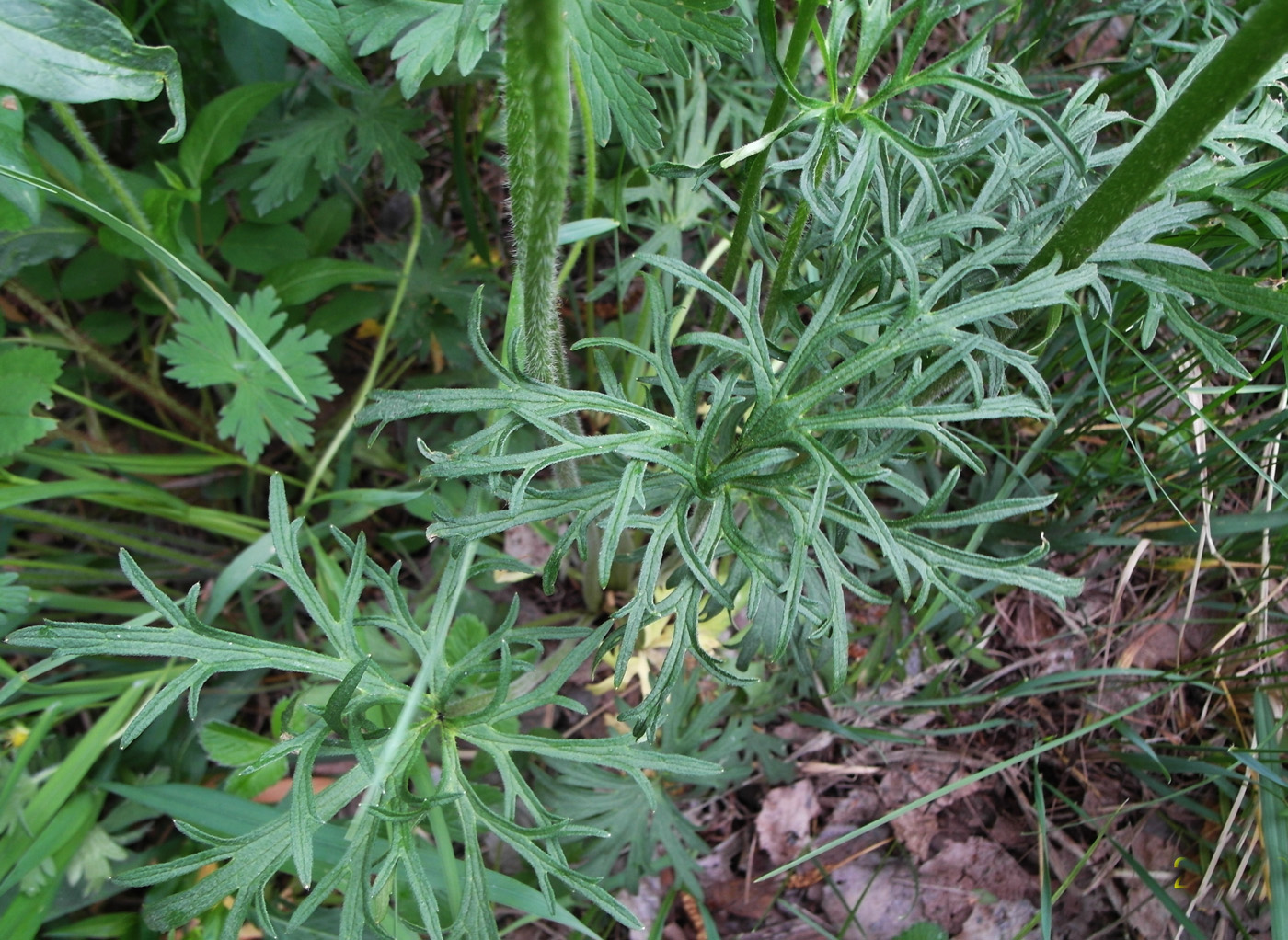 Image of Ranunculus acris specimen.