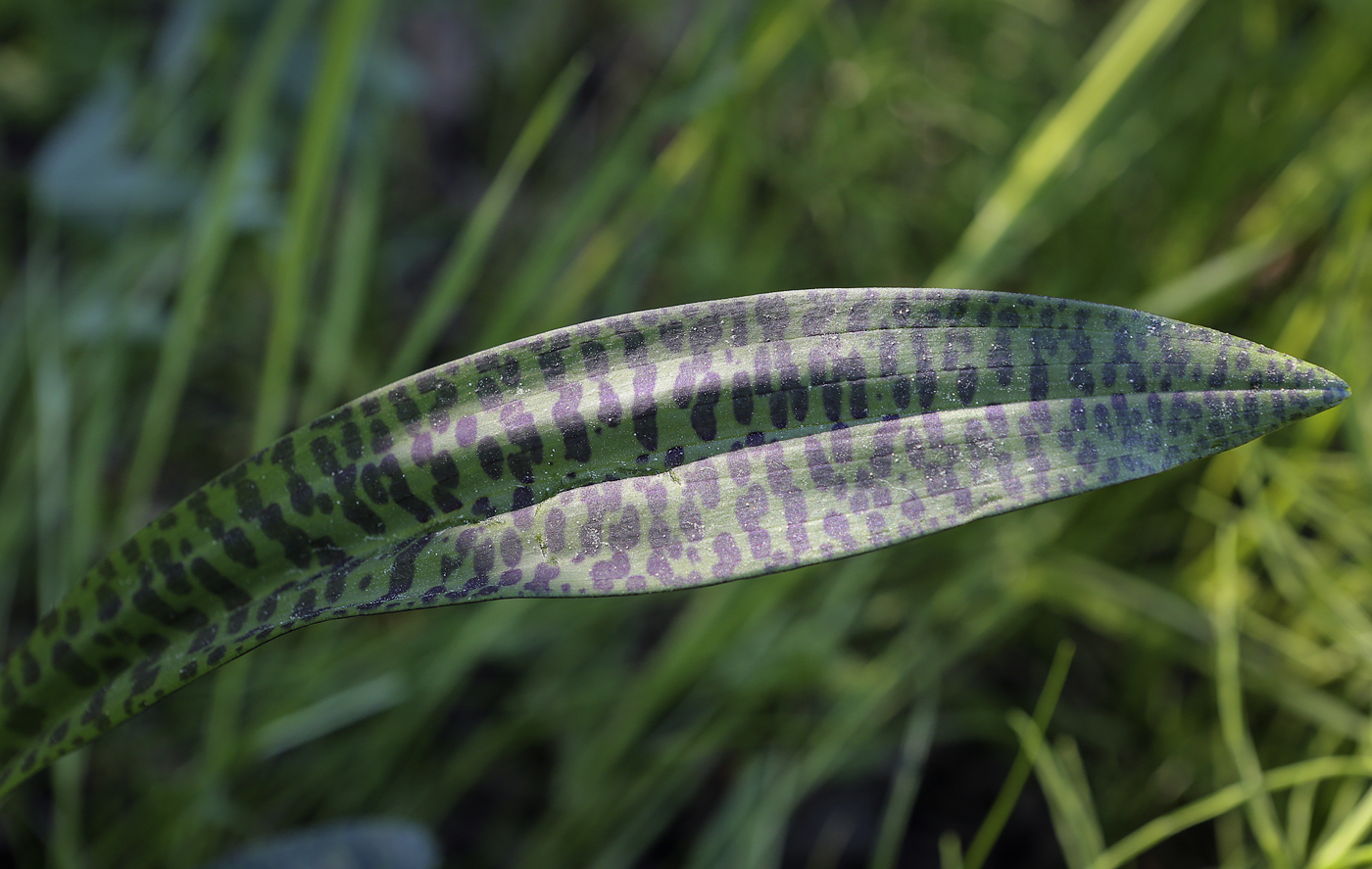 Image of Dactylorhiza fuchsii specimen.