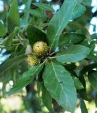 Quercus suber. Верхушка побега с плодами и муравьями. Абхазия, г. Сухум, в культуре. 25.09.2022.