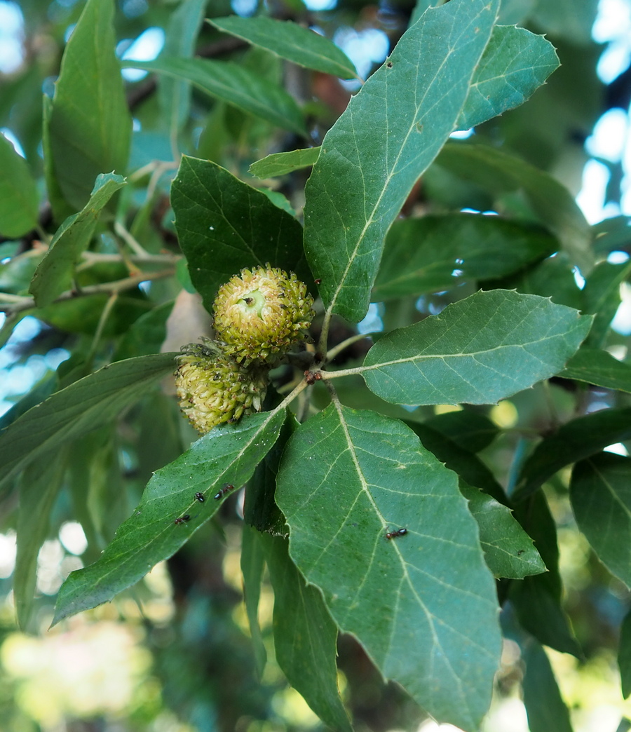 Изображение особи Quercus suber.
