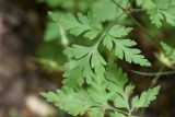 Geranium robertianum