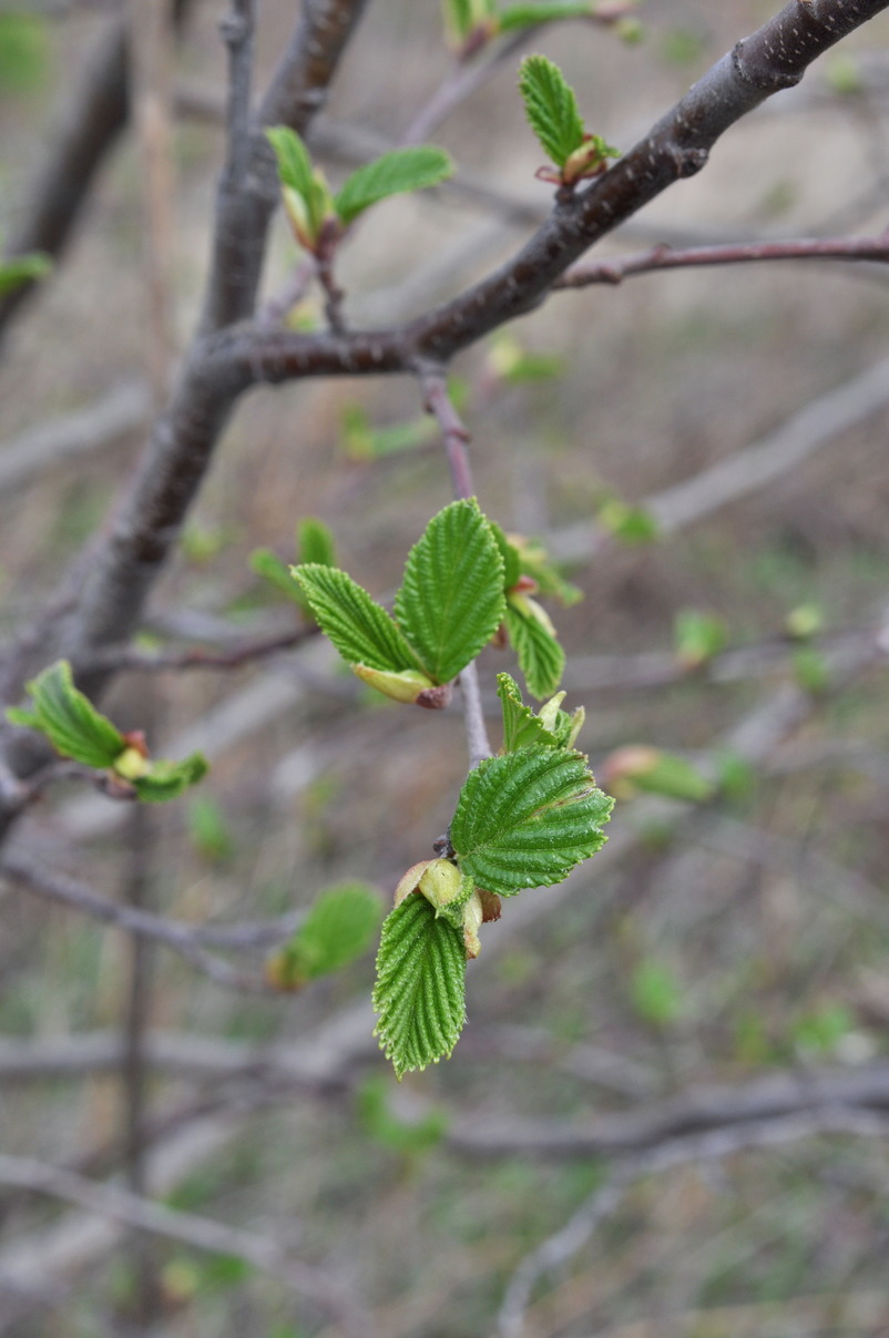 Изображение особи Alnus incana.