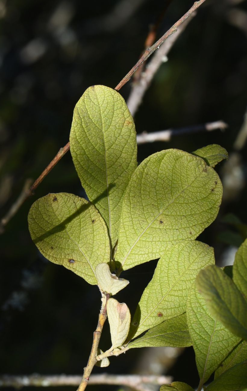 Image of Salix aurita specimen.