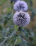 Echinops bannaticus