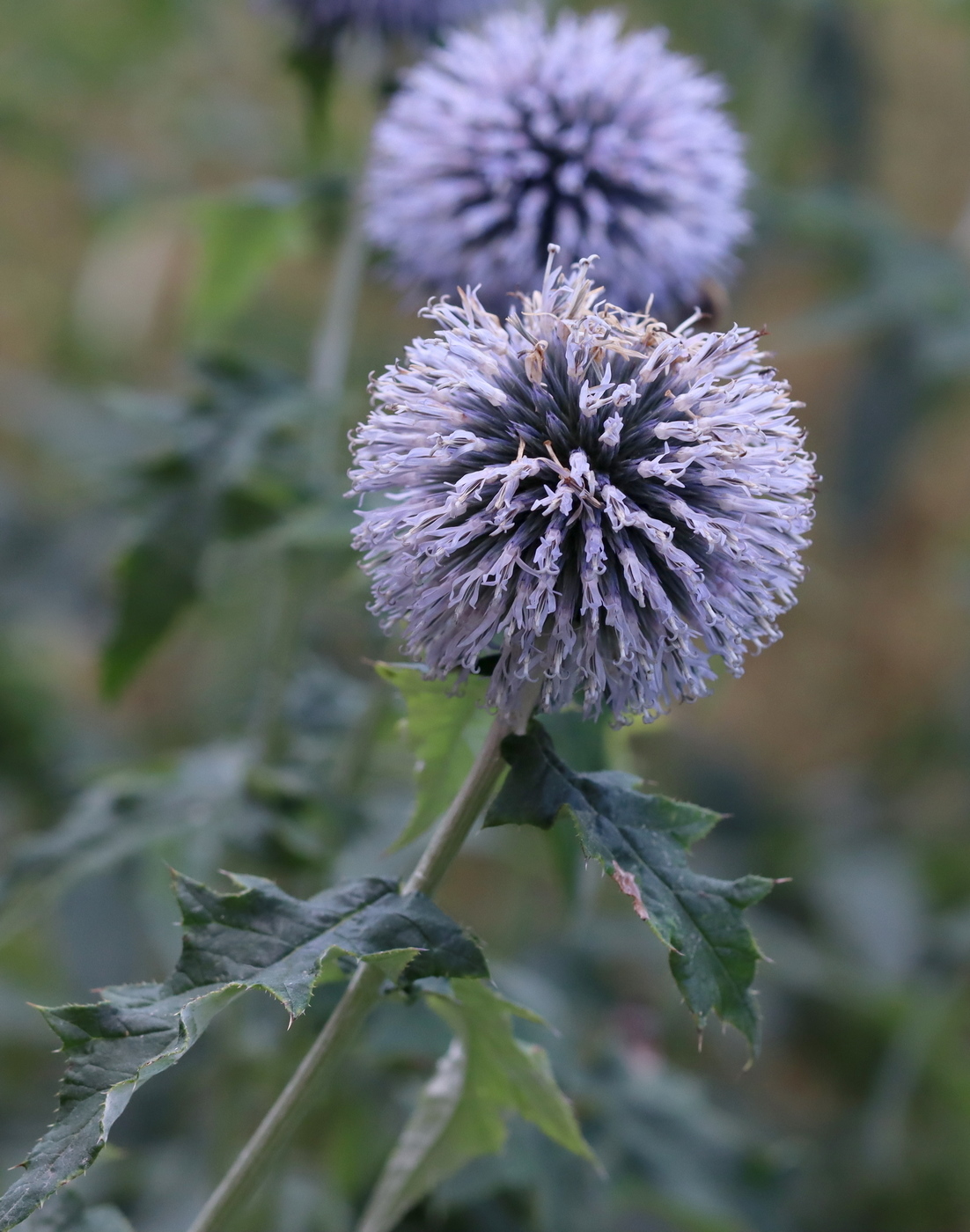 Изображение особи Echinops bannaticus.