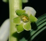 Polygonatum multiflorum