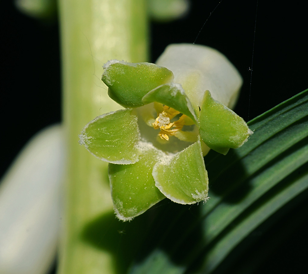 Image of Polygonatum multiflorum specimen.