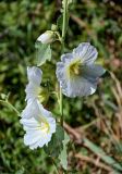 Alcea nudiflora