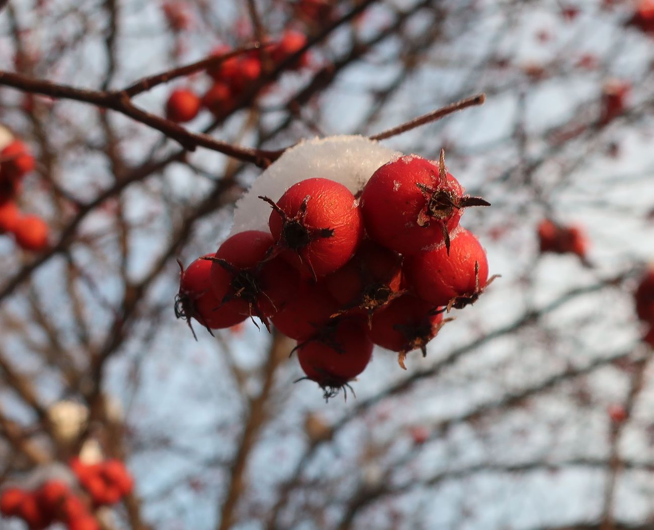 Image of genus Crataegus specimen.