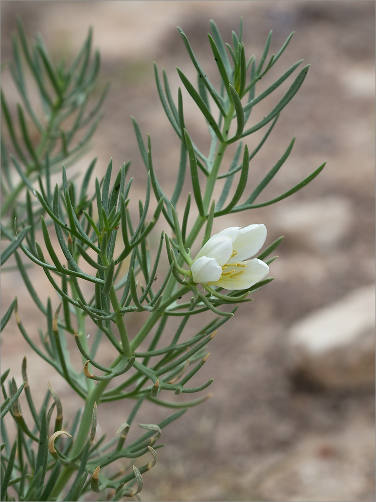 Image of Peganum harmala specimen.