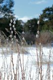 Salix phylicifolia. Побеги с развивающимися соцветиями. Ленинградская обл., окр. пос. Большая Ижора, берег Финского залива, гребень песчаного берегового вала. 02.04.2023.