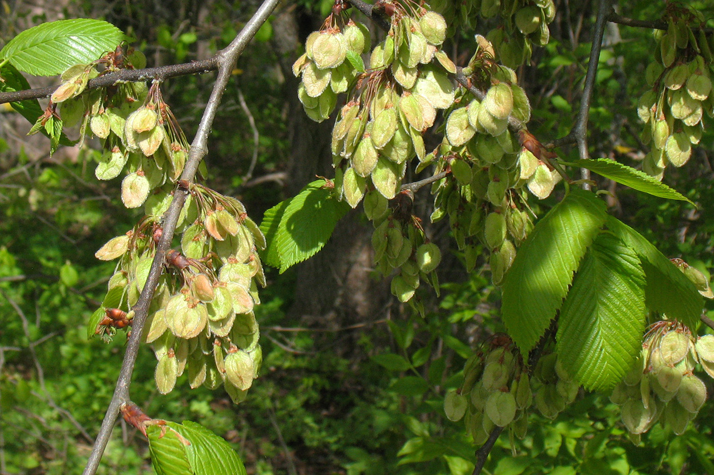 Изображение особи Ulmus glabra.