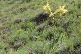 Pedicularis condensata