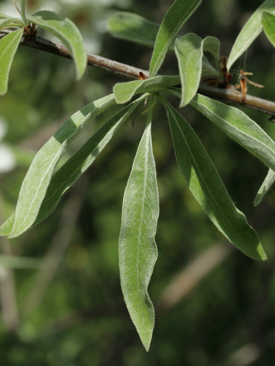 Image of Pyrus salicifolia specimen.