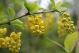 Berberis vulgaris. Соцветия. Сургут, Сургутский ботанический сад. 12.06.2023.