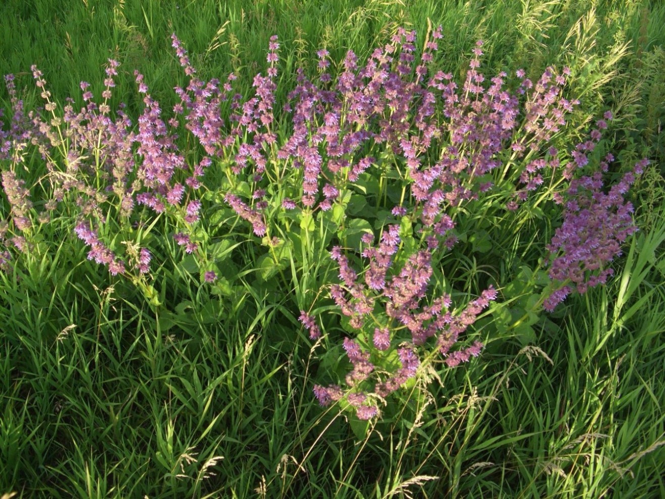 Изображение особи Salvia verticillata.