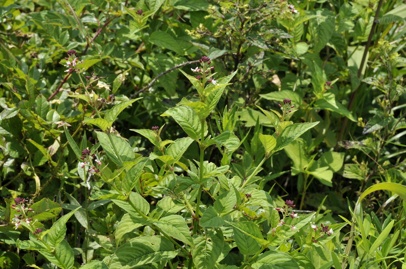 Изображение особи Circaea lutetiana ssp. quadrisulcata.