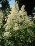 genus Aruncus