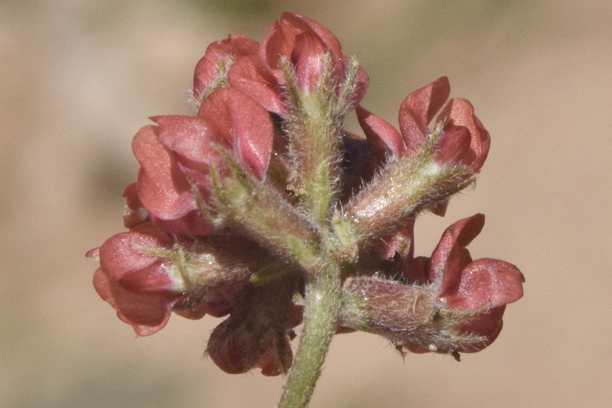 Image of Oxytropis microsphaera specimen.