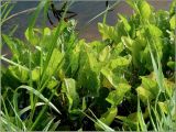 Rorippa amphibia. Прикорневые листья. Тверская обл., Ржевский р-н, берег р. Волга, окр. переката Рождественский. 5 августа 2010 г.