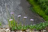 Aster alpinus