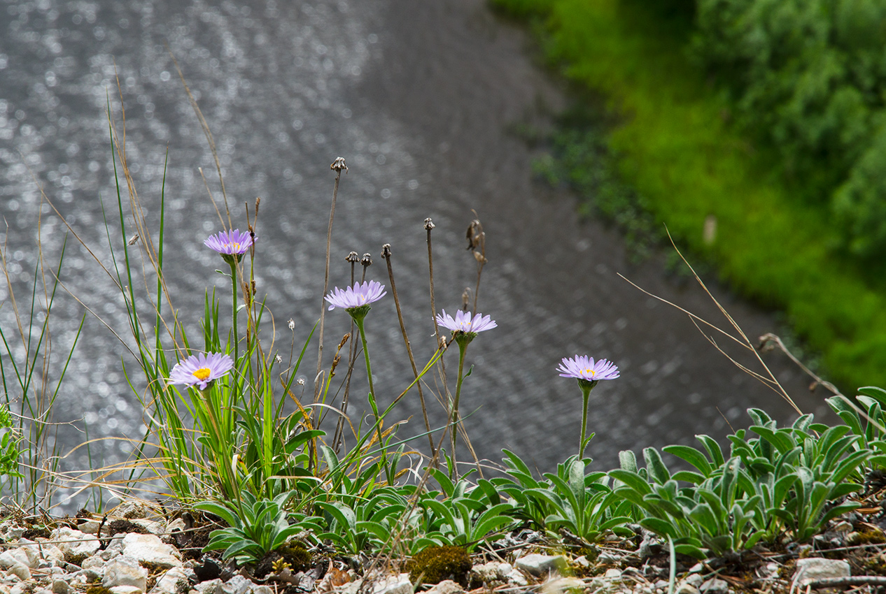 Изображение особи Aster alpinus.