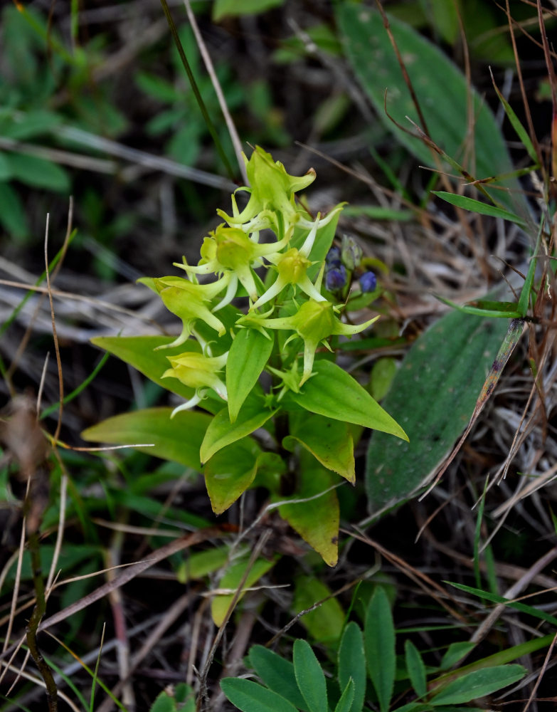 Изображение особи Halenia corniculata.