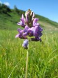 genus Oxytropis. Верхушка побега с соцветием. Восточный Казахстан, Южный Алтай, сев. подножья хр. Сарымсакты, Бухтарминская впадина, ур. Кара-Джир, разнотравье на берегу термального ручья. 26 июня 2023 г.