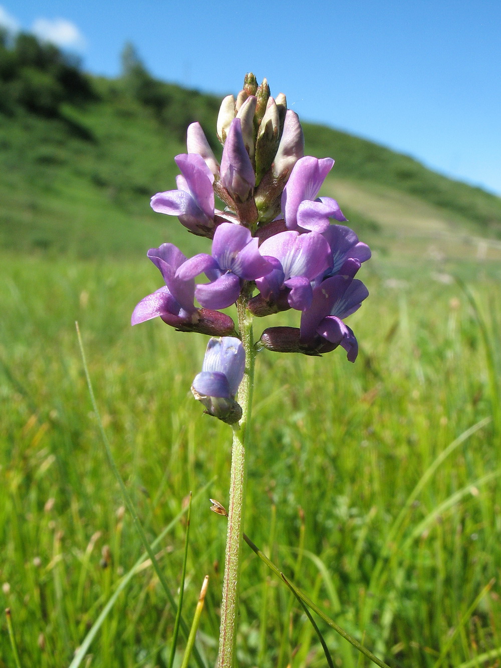 Image of genus Oxytropis specimen.