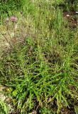 Cirsium schischkinii