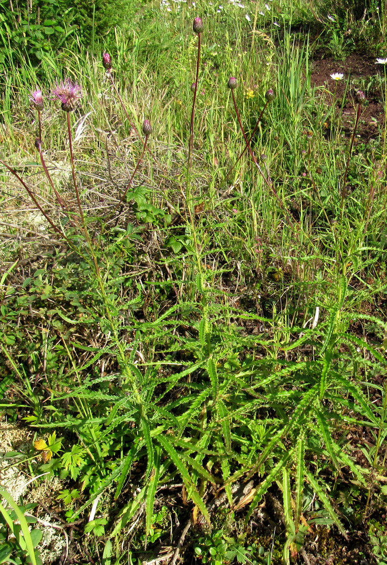 Изображение особи Cirsium schischkinii.