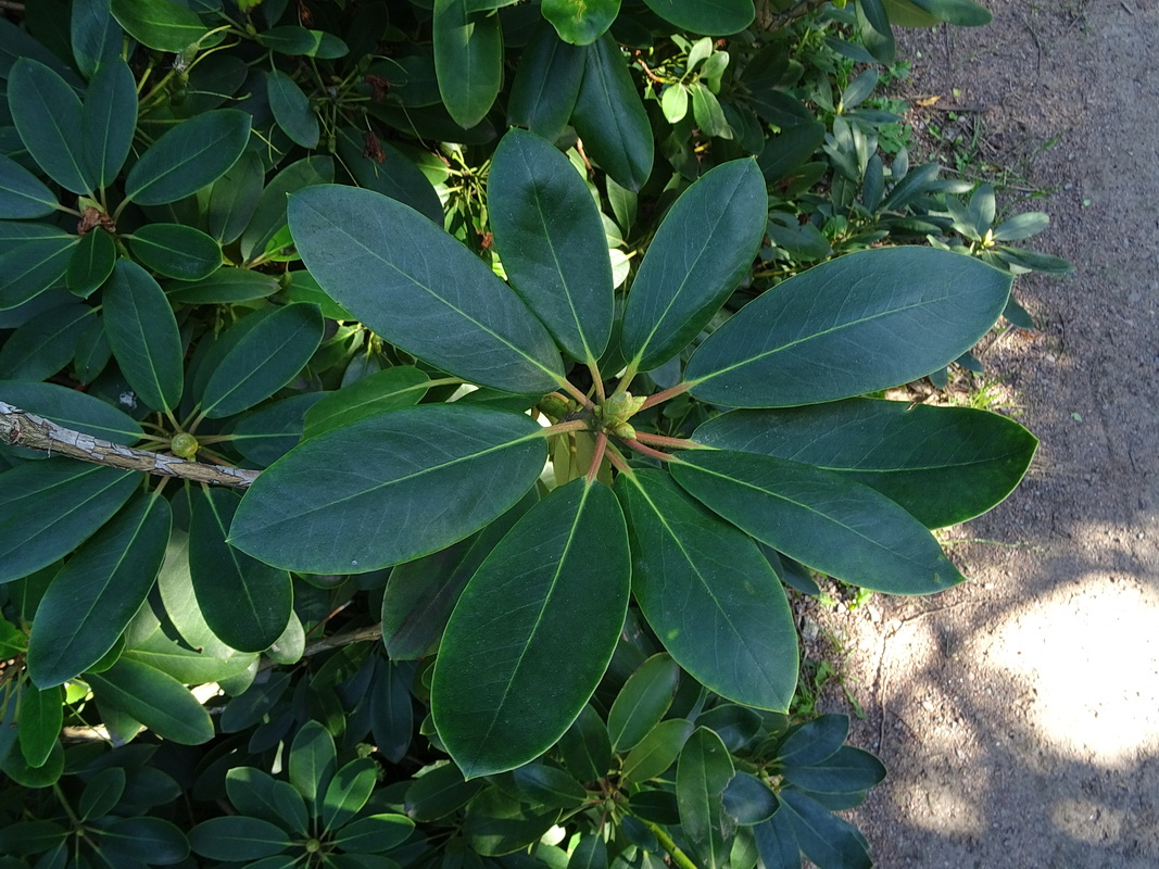 Изображение особи Rhododendron fortunei.