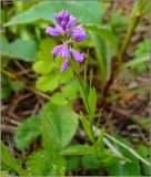 Polygala comosa. Верхушка побега с соцветием. Удмуртия, Завьяловский р-н, окр. дер. Поварёнки. 11 июня 2010 г.