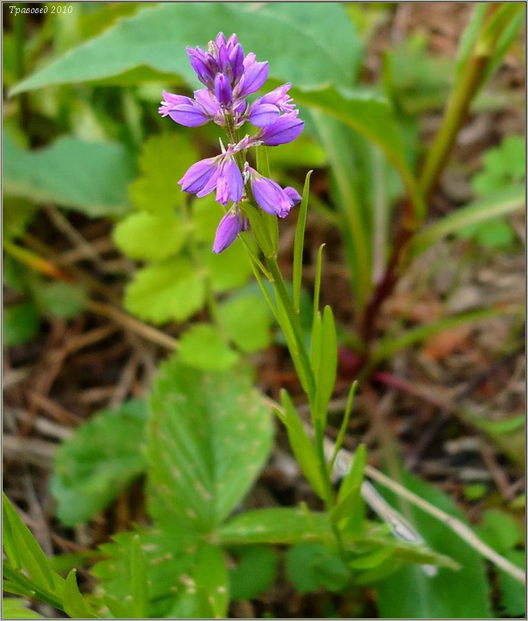 Image of Polygala comosa specimen.