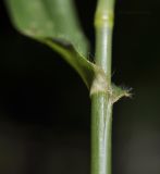 Dactyloctenium aegyptium