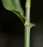 Image of taxon representative. Author is Лариса Крайник