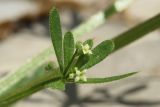 Galium aparine. Соцветия с цветками и завязями и листья. Беларусь, Витебская обл., пос. Езерище, частная усадьба, в щели между цоколем строения и мощёной площадкой. 23.06.2023.