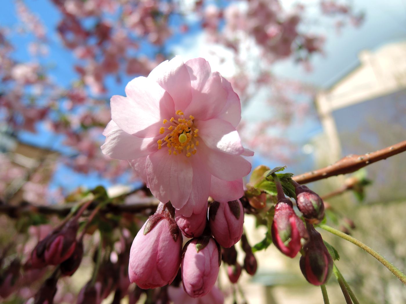 Image of Prunus serrulata specimen.