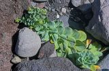 Mertensia maritima