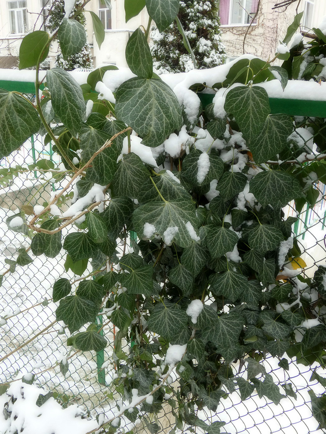 Image of Hedera helix specimen.